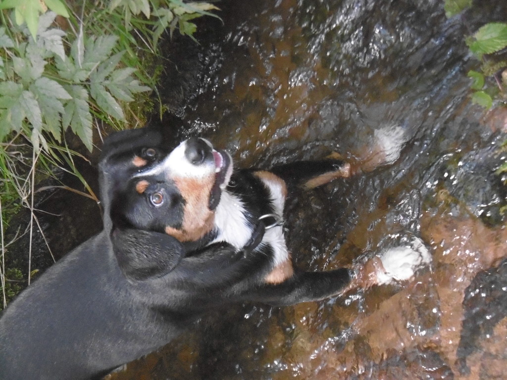 Hund im WoMo und Sauberkeit wie schafft Ihr das? Wohnmobil Forum